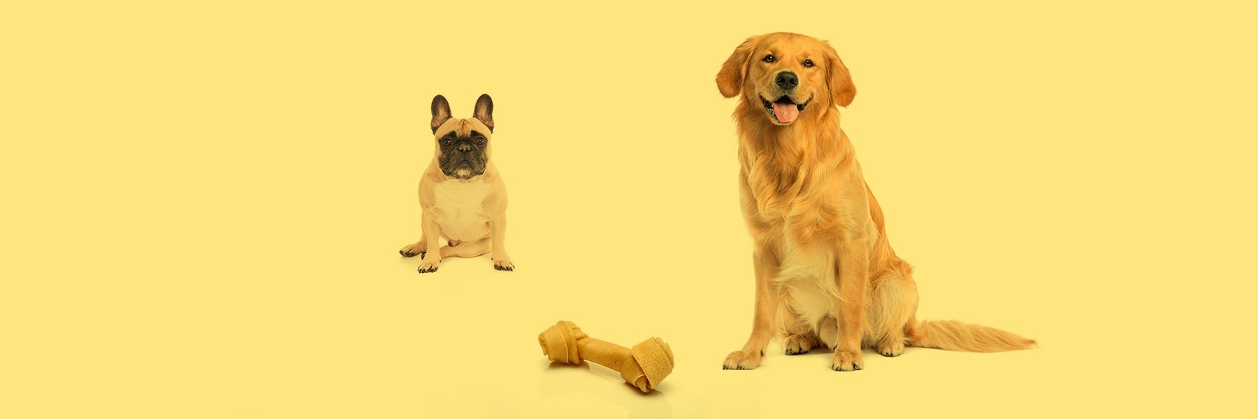 Small dog and large dog symbolizing - Why the Fractional CMO Model Works for Start-Ups & Medium-Sized Businesses